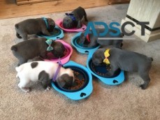 French Bulldog puppies for re-homing.