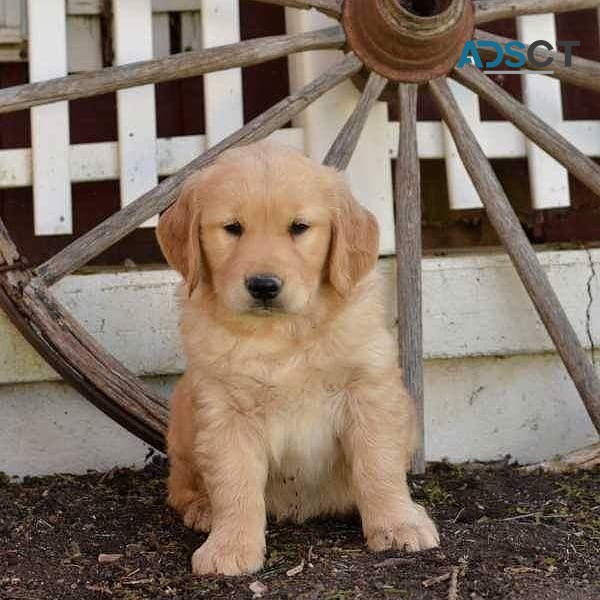 Golden retriever puppies for sale