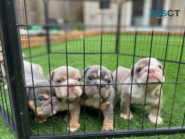 English Bulldog  Puppies