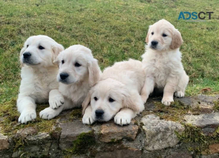 Golden Retriever puppies