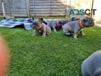 Fantastic French Bulldog puppies