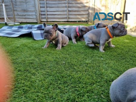 Fantastic French Bulldog puppies