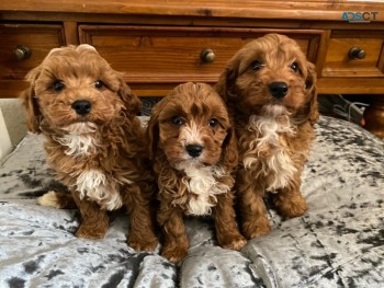 cavapoos puppies