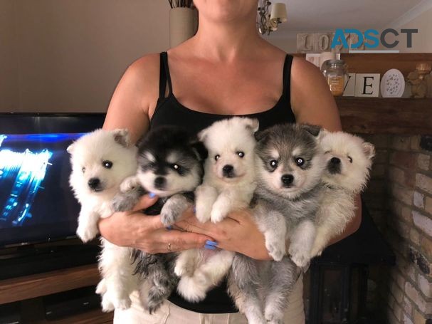 Pomsky  puppies