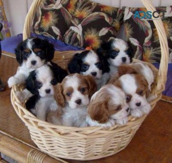 Cavalier King Charles puppies for sale