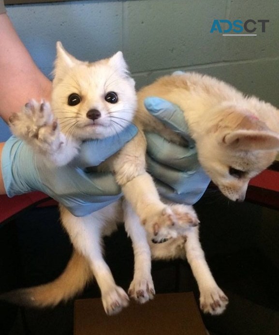 Male and female Fennec Fox for sale