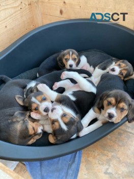 Beagle  puppies