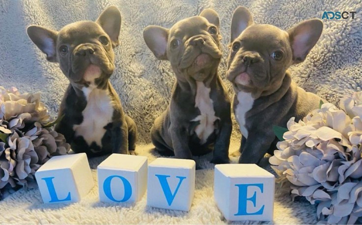 French Bulldog Puppies