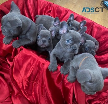 French Bulldogs puppies