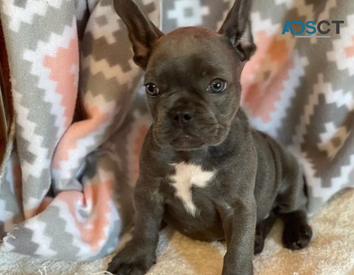 French Bulldog Puppies