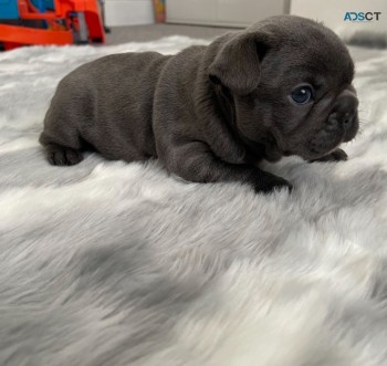 French Bulldog Puppies