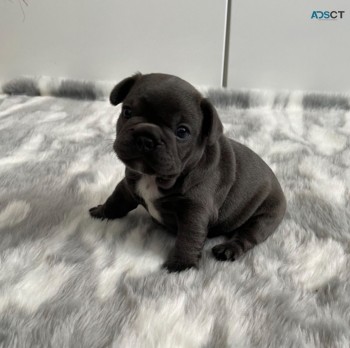 French Bulldog Puppies