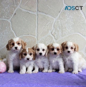 Cavachon Puppies for sale