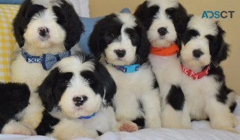 Olde English Sheepdog Puppies for sale