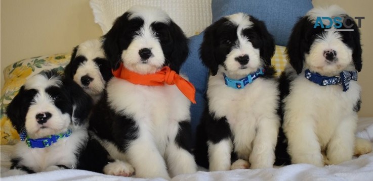 Olde English Sheepdog Puppies for sale