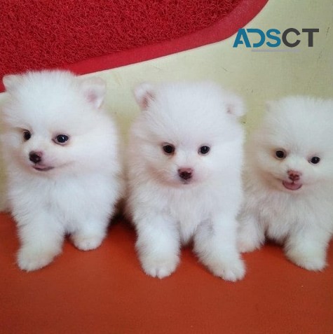 Pomeranian Puppies for sale