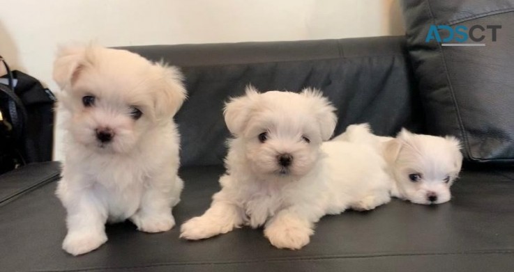 Maltese Puppies for sale