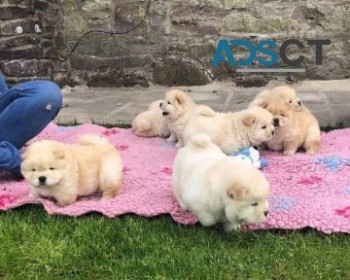 Chow Chow Puppies