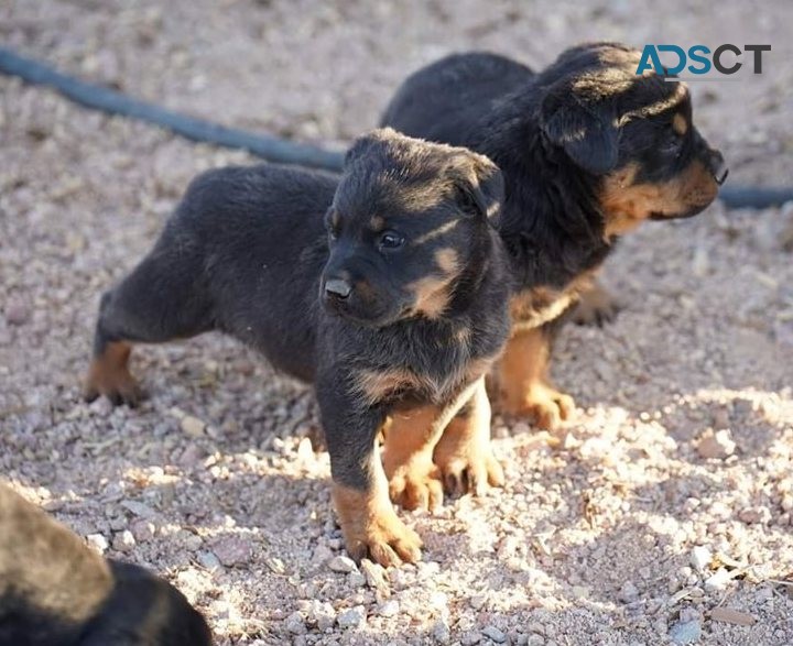 Rottweiler puppies for sale