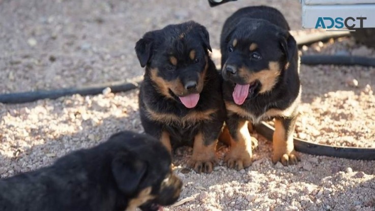 Rottweiler puppies for sale