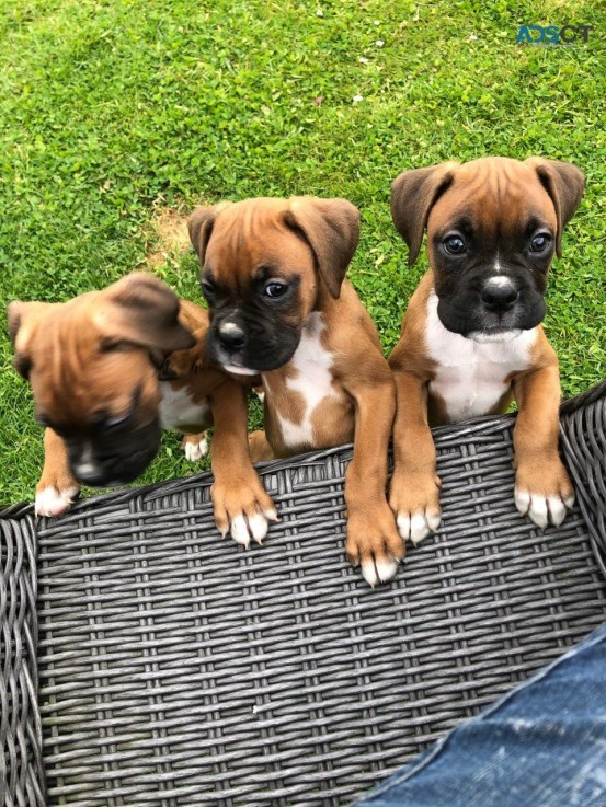 Boxer Puppies For Sale.