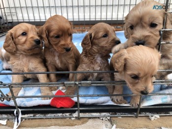 Cockapoos puppies 