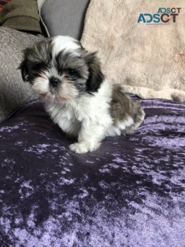 Adorable and Lovely Shih Tzu Puppies