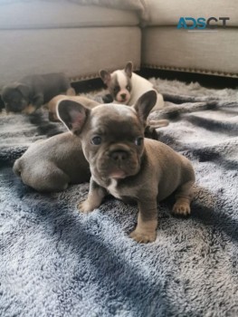 French Bulldog Puppies