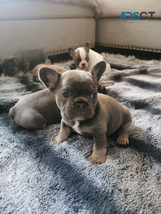 French Bulldog Puppies