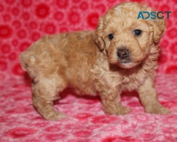 Beautiful Red Toy Poodle Puppies