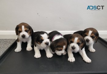 Beagle Puppies For Sale