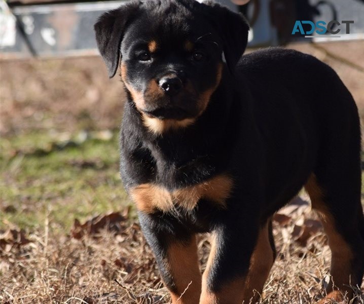 Rottweiler puppies for sale