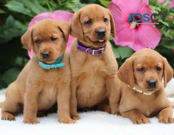 Labrador Retriever for sale 