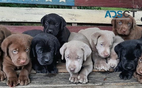 Labrador Retriever for sale 