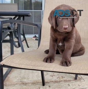 Labrador Retriever for sale 