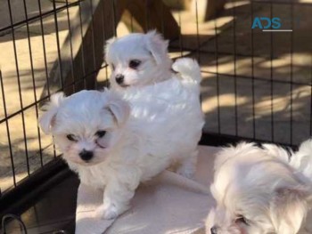 Maltese Pups