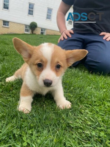 Welsh Corgi Pembroke 