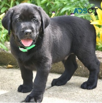  Labrador Retriever for sale 