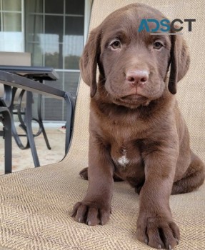  Labrador Retriever for sale 