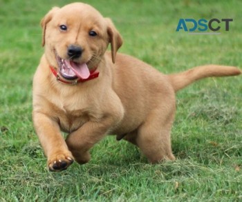  Labrador Retriever for sale 