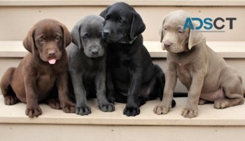  Labrador Retriever for sale 