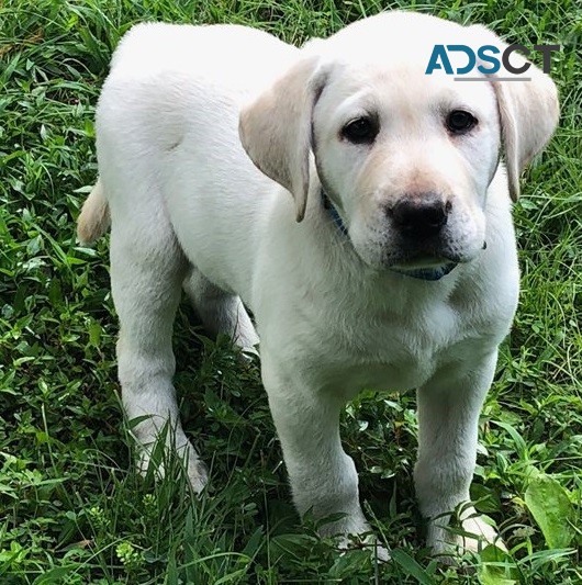 Labrador Retriever for sale 