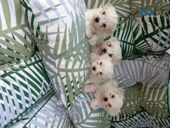  Gorgeous Maltese puppies 