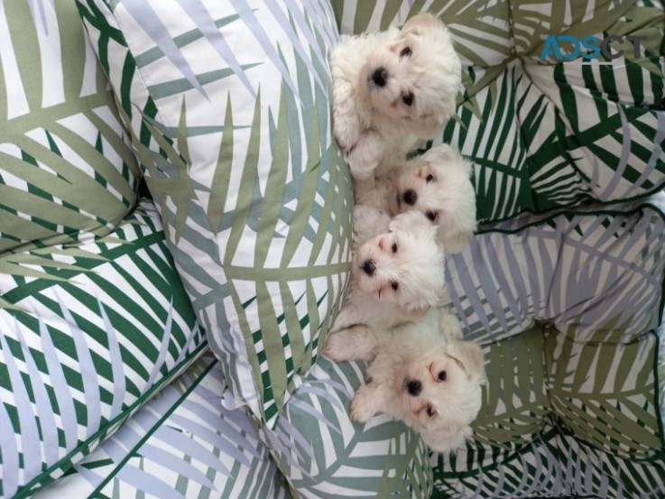  Gorgeous Maltese puppies 