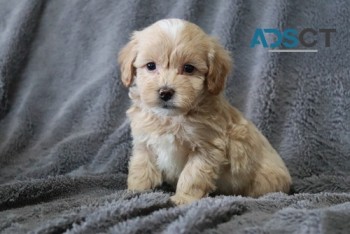 Maltipoo puppies for sale