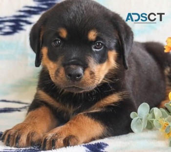 Rottweiler puppies for sale