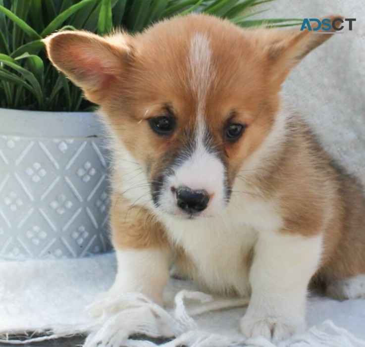 pembroke welsh Corgi