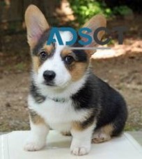 pembroke welsh Corgi