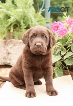 Labrador Retriever for  sale