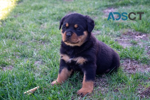 Rottweiler puppies for sale